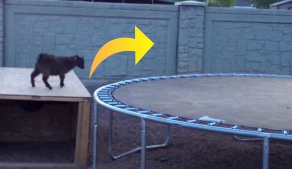 Gedekid opdager trampolin - et øjeblik senere får den alle til at skraldgrine