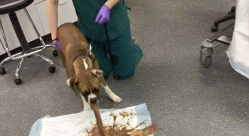 hunde og chokolade hunde og chokolade